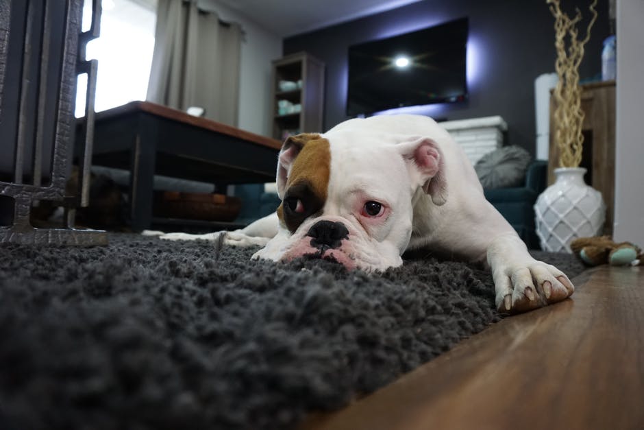 removing pet odor from carpet